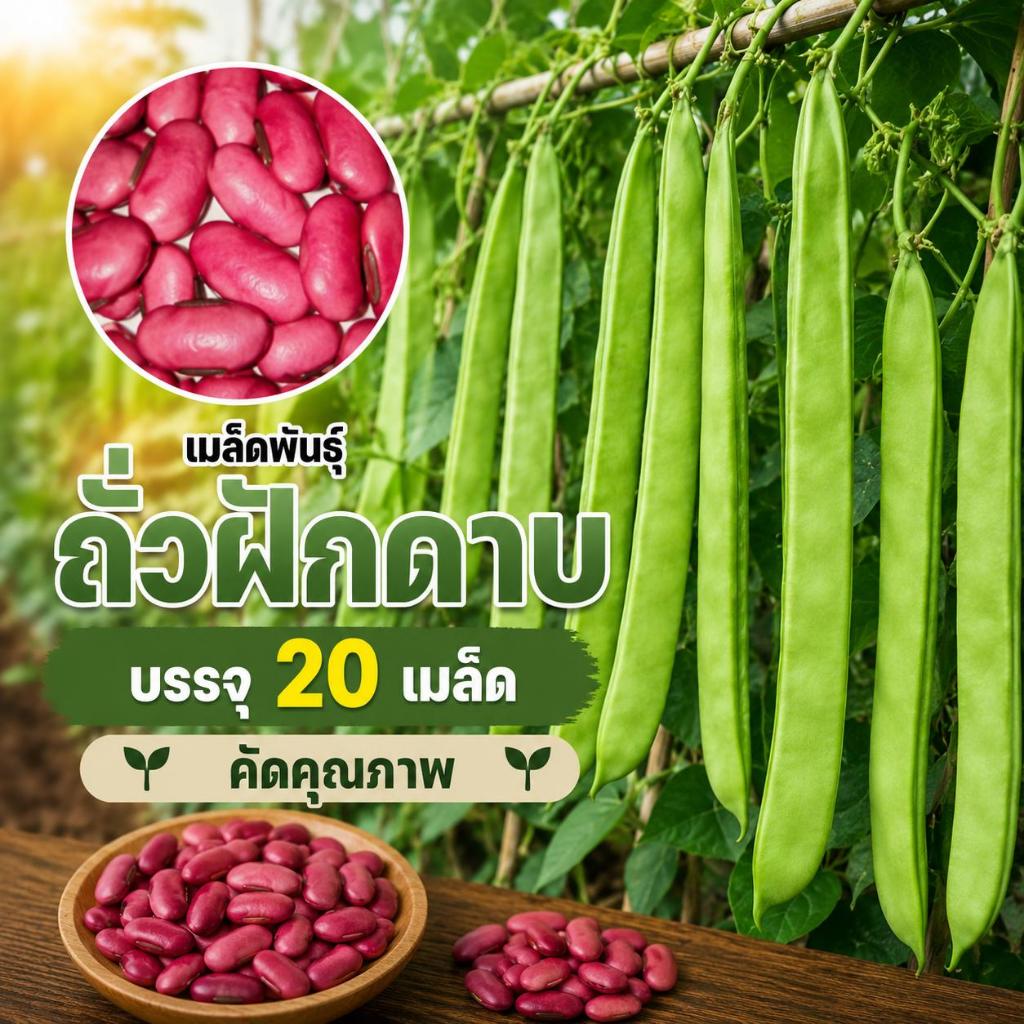 เมล็ดพันธ์ุ ถั่วฝักดาบ ถั่วอีโต้ ถั่วยักษ์ หวานมันกรอบอร่อย บรรจุซองละ 20 เมล็ด