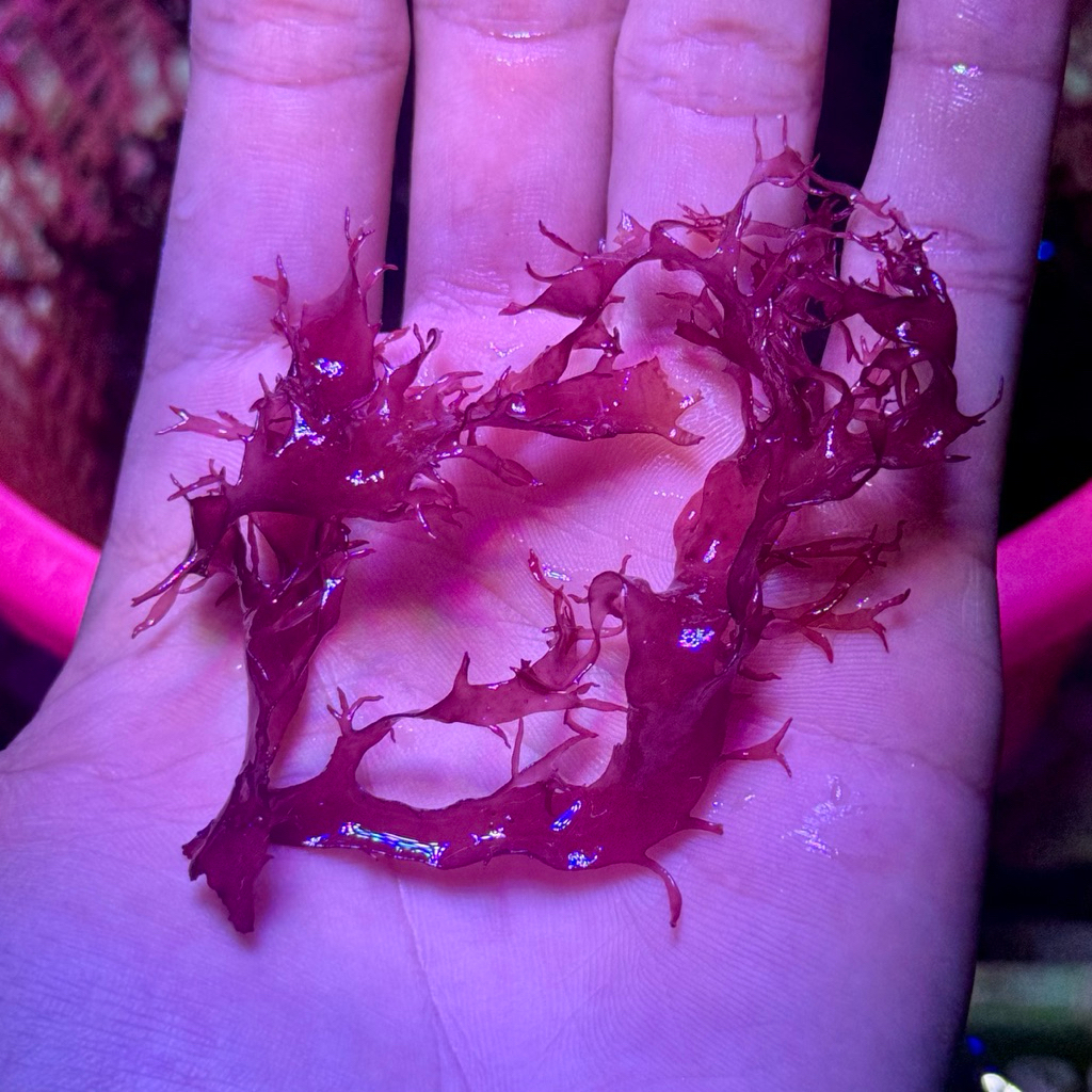 สาหร่ายลิ้นมังกร สำหรับเลี้ยงในตู้ปลาทะเล (Dragon's tongue Macro algae)
