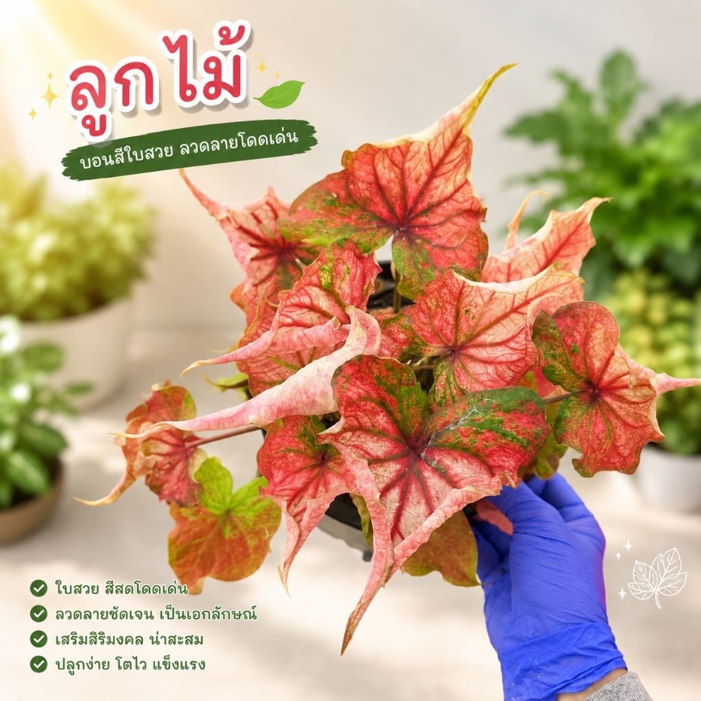 (อัพ9/9/69)"2"(ส่งภายใน2วัน)*รวม*บอนสีกระถาง 4 นิ้ว, บอนสีโบราณ, บอนสีเก่า, บอนสีหายาก, ไม้มงคล, ไม้ประดับ