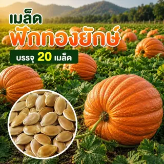 เมล็ดพันธุ์ฟักทองยักษ์ โครตใหญ่ ซองละ20เมล็ด