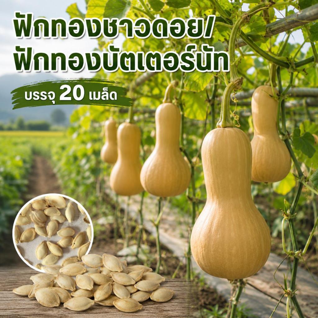 เมล็ดพันธุ์ฟักทองบัตเตอร์นัท ซองละ 20 เมล็ด