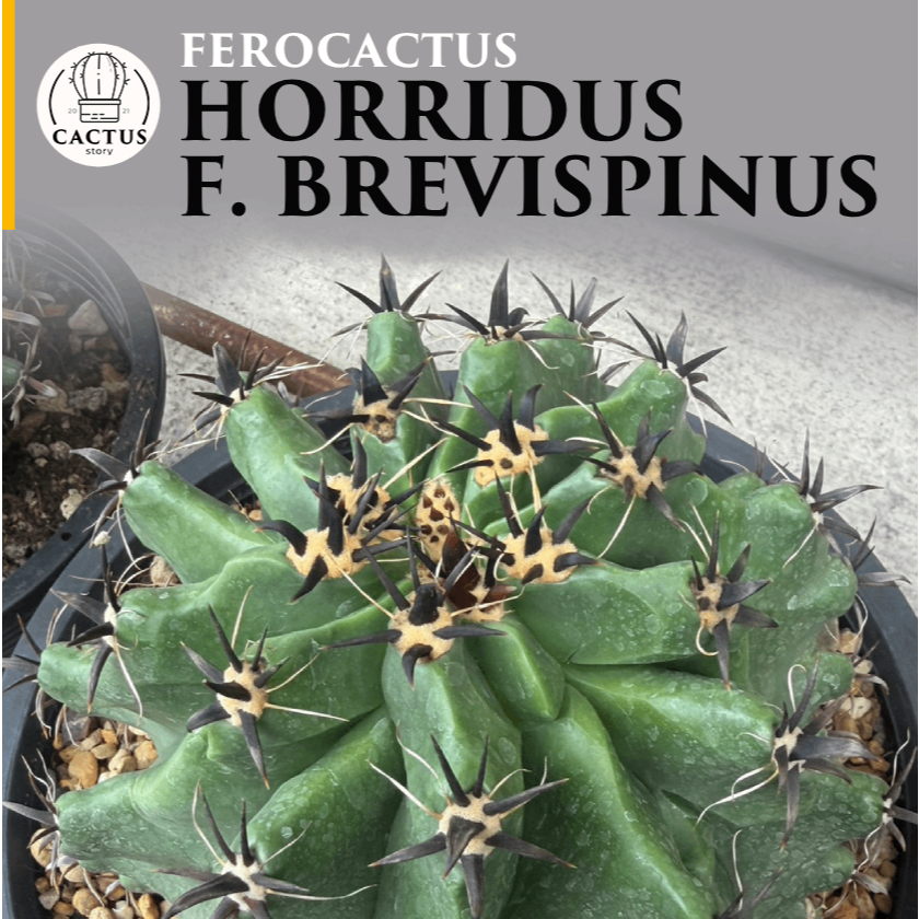 ferocactus horridus f. brevispinus ไม้เมล็ด กระถาง 9 นิ้ว
