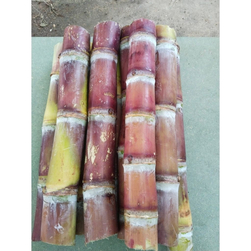 อ้อยแดงยักษ์ อ้อยแดงฟินดร้า สำหรับไหว้1ชุด10ท่อน100บาท( ตัดยาว 30 cm)