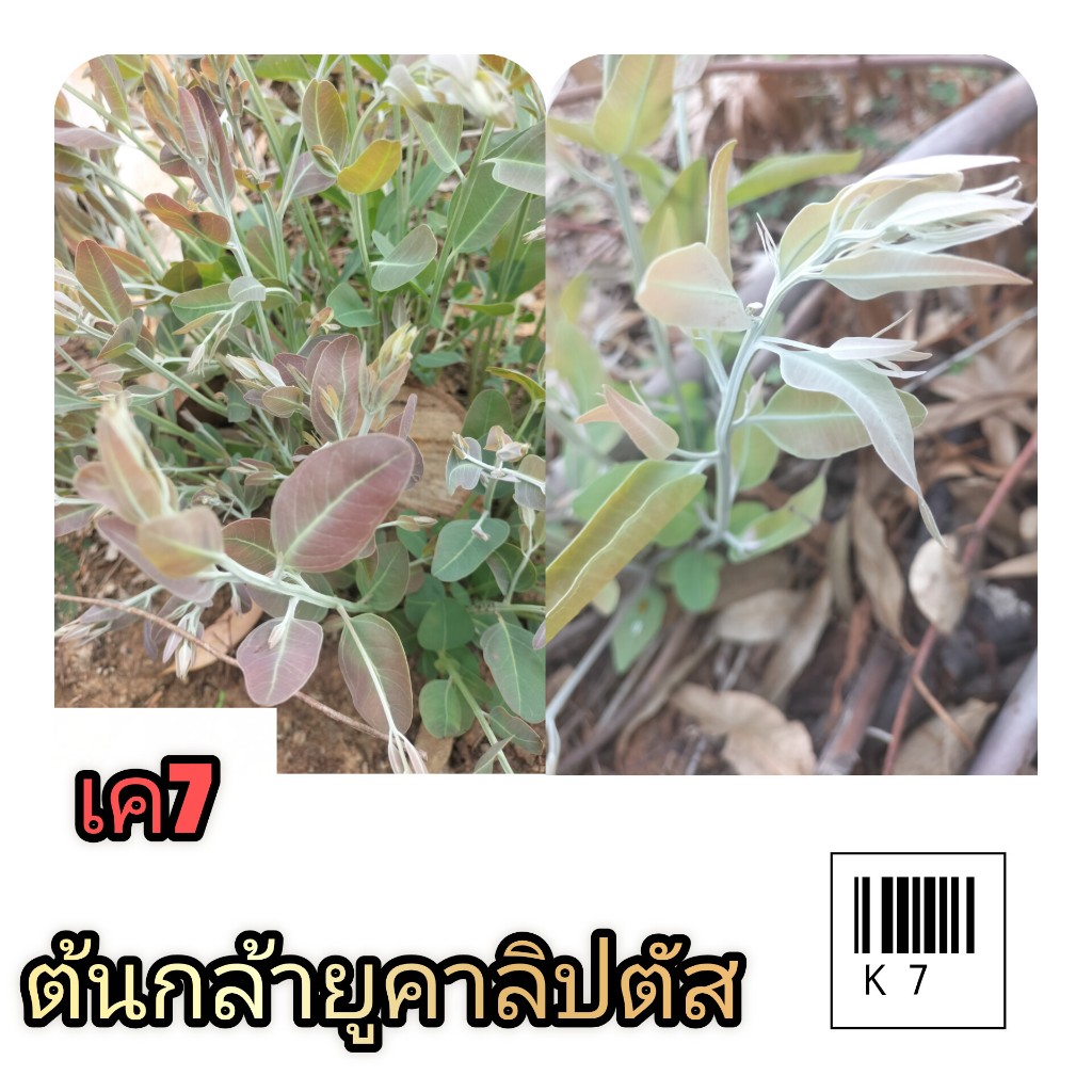 ต้นเบี้ยยูคาลิปตัสความสูง 8-10 เซนติเมตร ชุดราคา 100 ต้น 129 บาทอายุ1-2เดือน K7