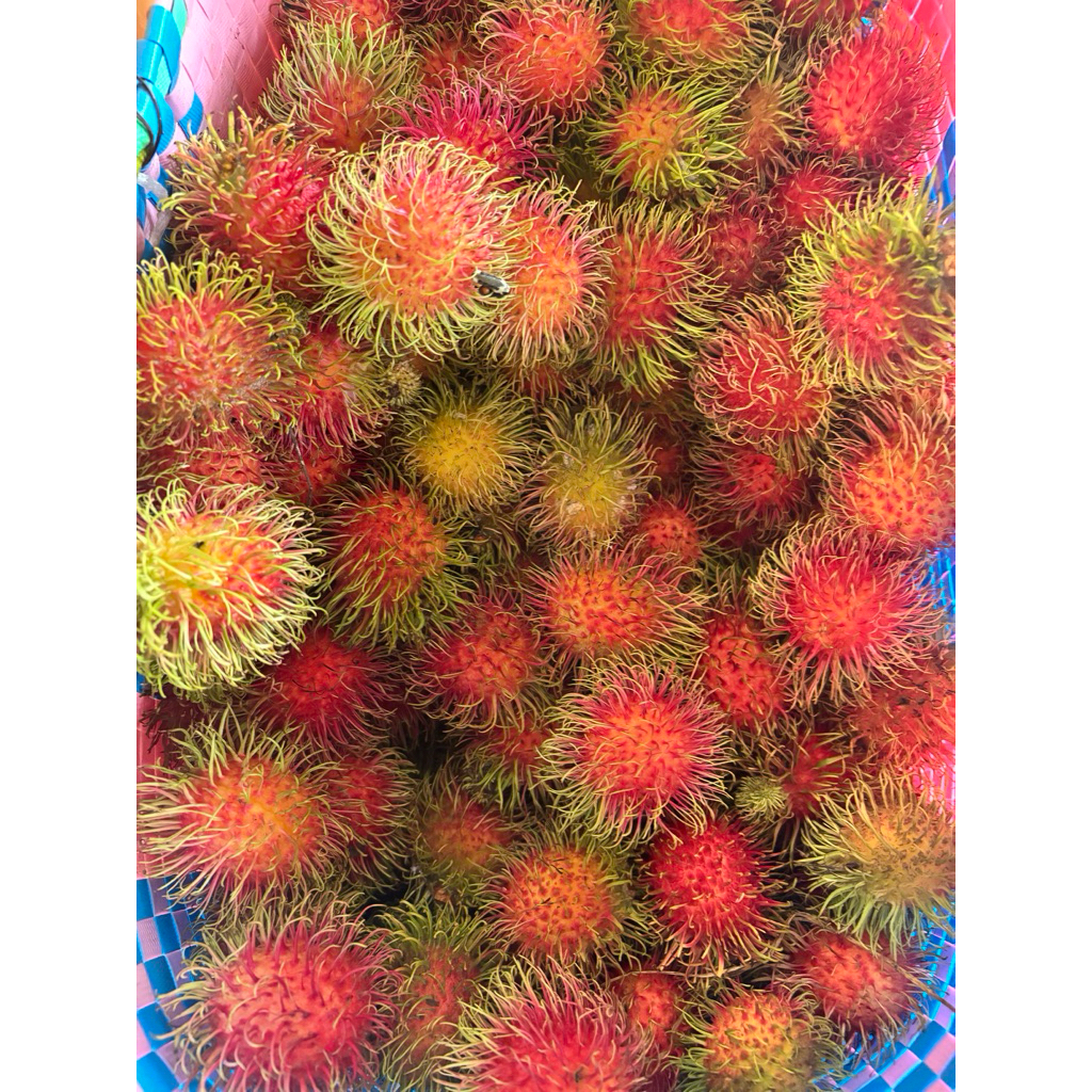 เงาะใต้ 5 กิโล นครศรีธรรมราช เจ้าของสวนขายเอง กรอบ หวานมาก เก็บสดจัดส่งตามออเดอร์