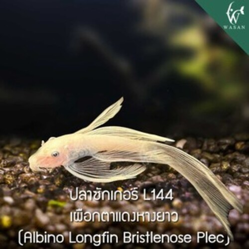 ปลาซัคเกอร์L144 เผือกตาแดงหางยาว L144 Longfin Albino Red-Eye Pleco