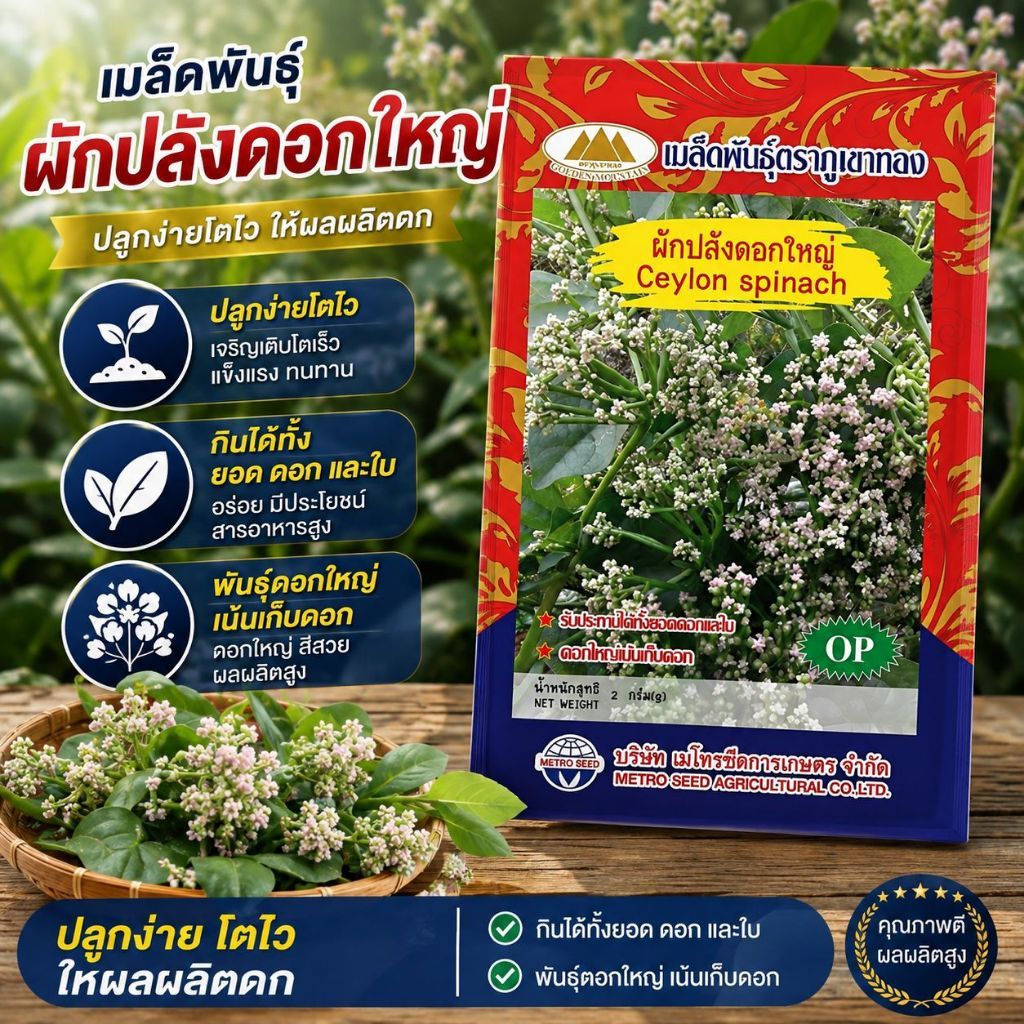 เมล็ดผักปลังดอกใหญ่ ตราภูเขาทอง (ดอกใหญ่เน้นเก็บดอก) เมล็ดผักปลัง เมล็ดพันธุ์ผัก เมล็ดผักสวนครัว