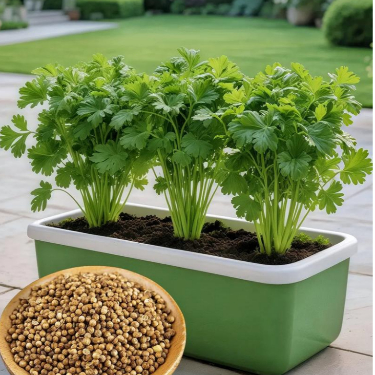 100เมล็ด Cilantro Seeds For Planting ต้นใหญ่ เมล็ดผัก ผักออแกนิค สวนครัว ปลูกง่าย