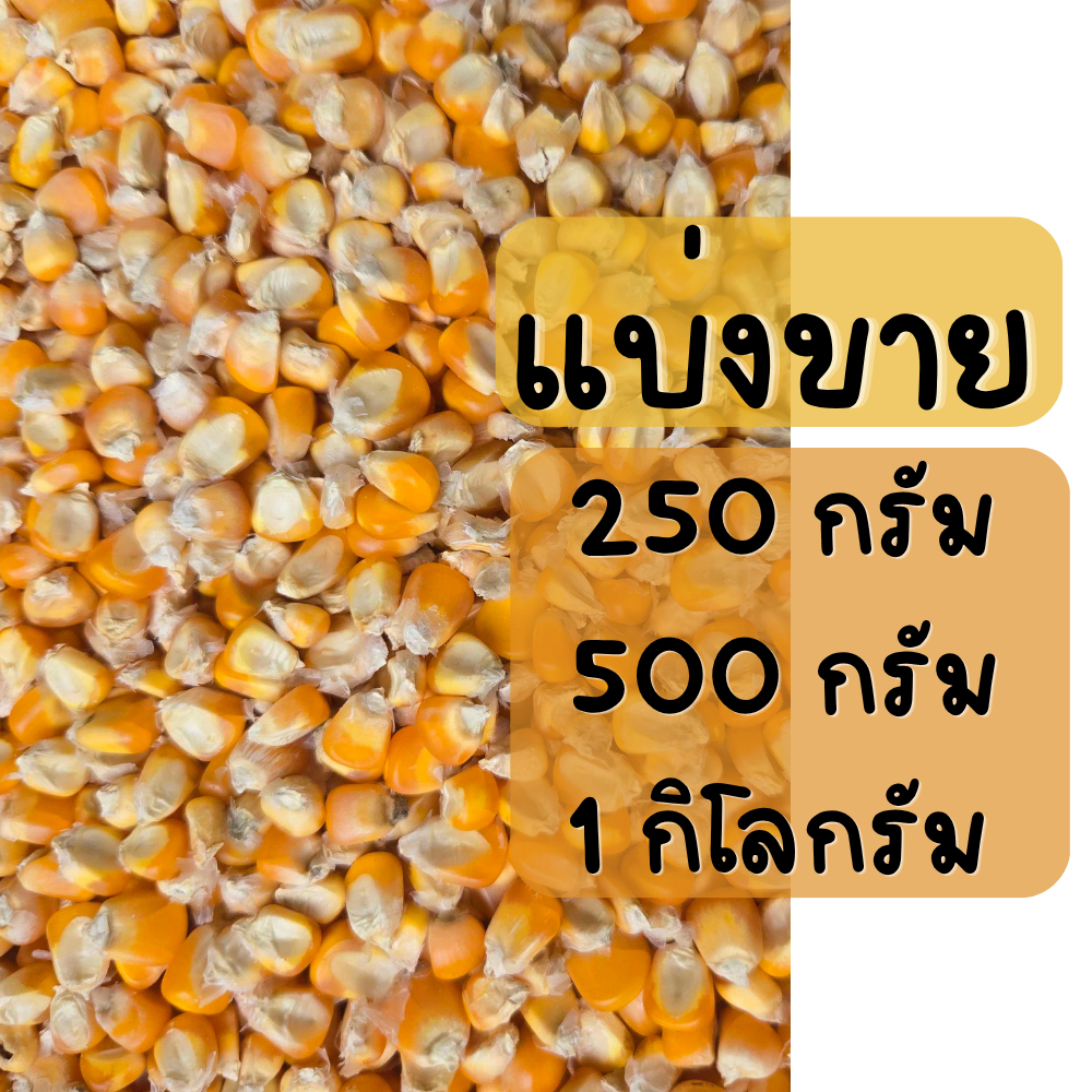 500กรัม / 1กก. ข้าวโพดเม็ด สะอาด เกรดอาหารสัตว์