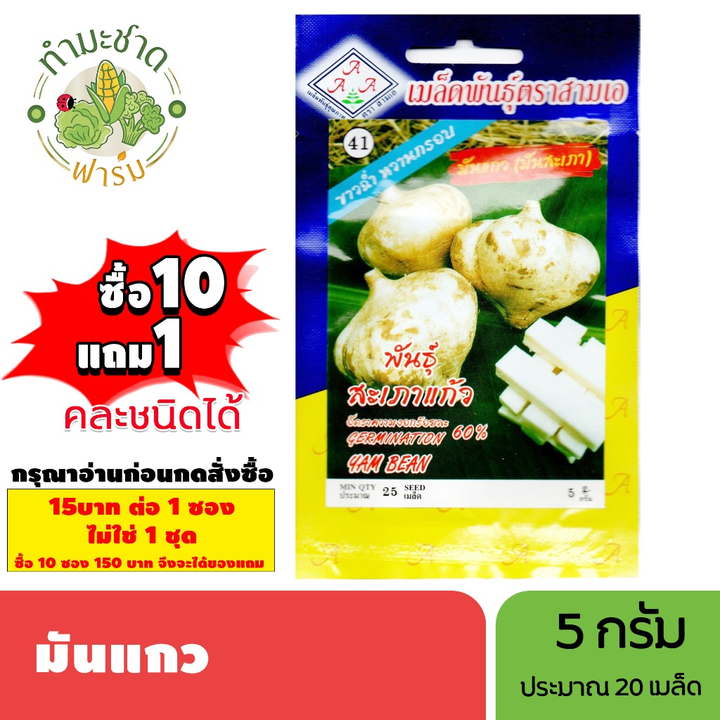 [1ซอง] 3A (ซื้อ10แถม1) เมล็ดพันธุ์ มันแกว ขนาด5กรัม ประมาณ25เมล็ด YAM BEAN มันละแวก มันลาว มันสะเภา 