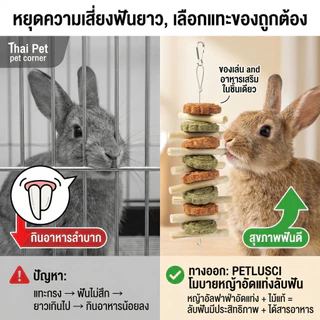 PETLUSCI🐰🐹โมบายคุ้กกี้ ของเล่นกระต่าย 6 แบบ ไม้แอปเปิ้ล ไผ่หวาน หญ้าอัดแท่ง หมดปัญหาฟันยาว