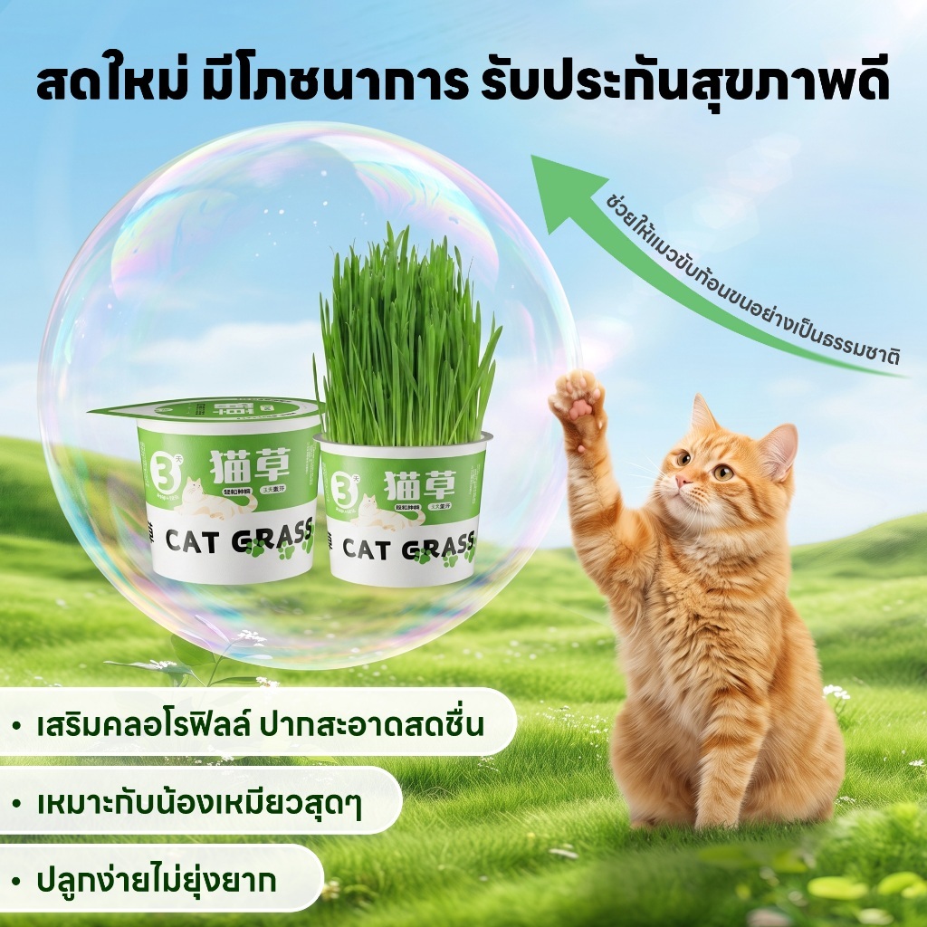 yoyopet : หญ้าแมว ชุดปลูกข้าวสาลี ชุดหญ้าออร์แกนิคพร้อมปลูก วิตามินแมว สำหรับหมา,แมว,หนู,กระต่ายฯลฯ รูปที่ 7