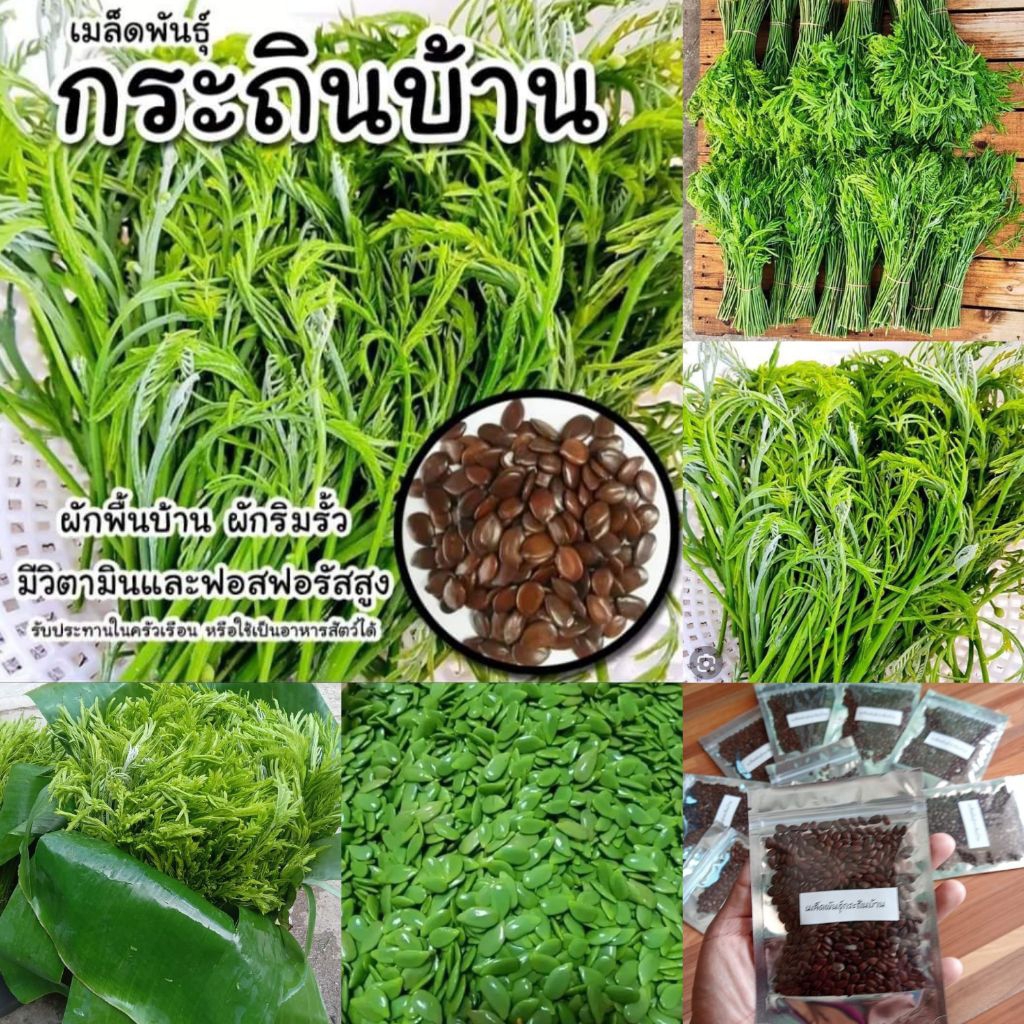 เมล็ดพันธุ์กระถินบ้าน 100กรัม49บาท