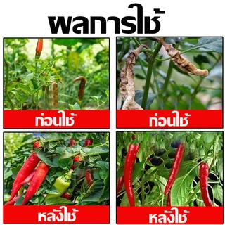 1 แถม 1 2แถม 2ครั้งเห็นผล ป้องกันโรคพริกเน่า ยาป้องกันโรคพืช ต่างๆ โรคสนิม โรคราน้ำค้าง ยาฉีดพริกเน่า กำจัดโรคเหี่ยวเหล