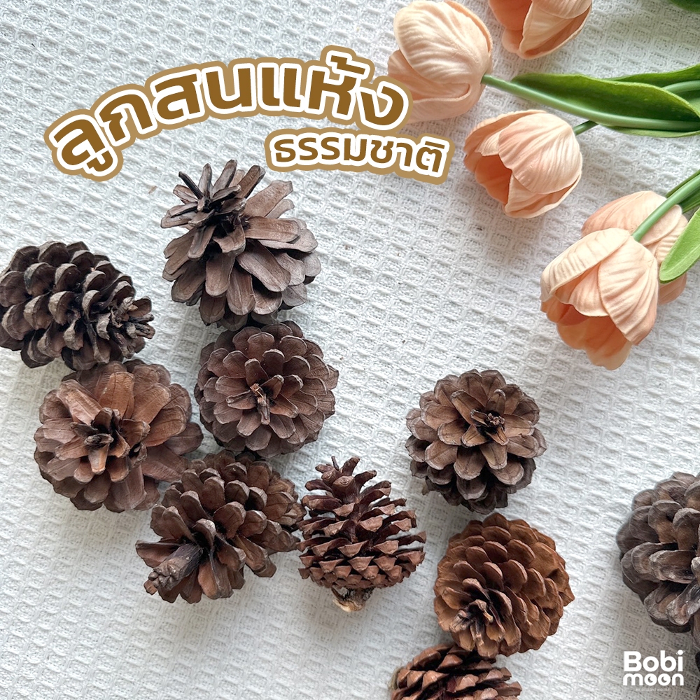 มี3ขนาด🐿️ ลูกสน ธรรมชาติ 100% ลูกสนแห้ง พร็อพถ่ายรูป พร้อพถ่ายรูปสินค้า ลูกสนลับฟัน สัตว์เลี้ยง