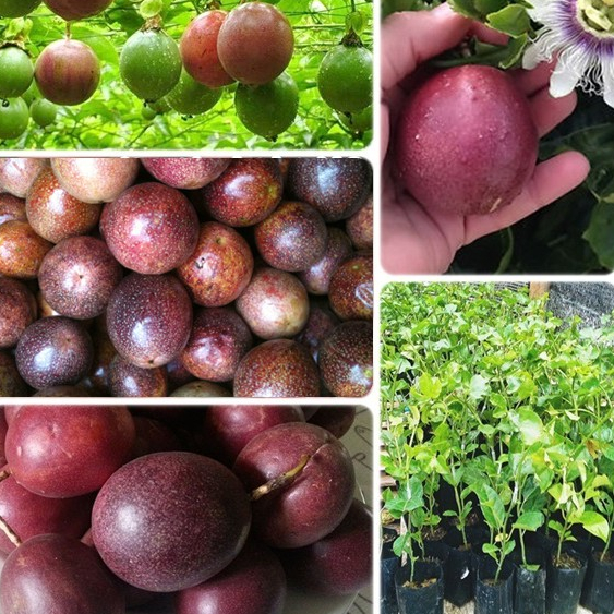 1 ต้นเสาวรส พันธุ์ไทนุง พันธุ์หวาน ผลสีม่วง จัดส่งพร้อมถุง 6 นิ้ว ลำต้นสูง 60-70 ซม