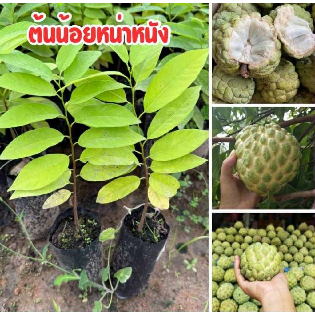 🍈✨ ต้นน้อยหน่าหนัง – ลูกดก เนื้อแน่น หวานฉ่ำ! ✨🍈📦 ชุดละ 4 ต้น 80 บาทพร้อมส่ง