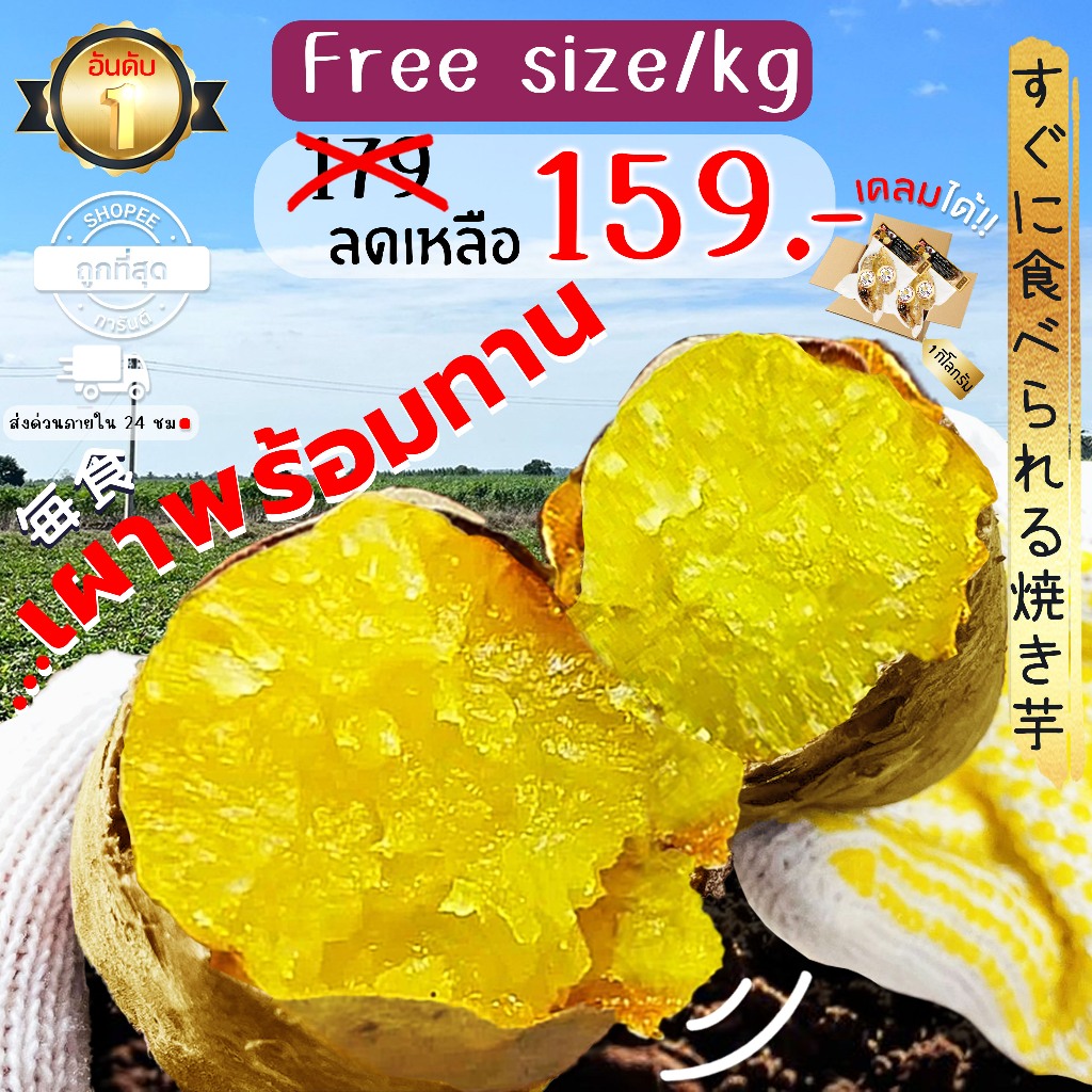 Oishi-Fresh🍠มันหวานญี่ปุ่น🇹🇭ปลูกไทย🇹🇭 คุริโคกาเนะ เผาพร้อมทาน เนื้อเหลือง หอม หวาน จัดส่ง 24 ชม.