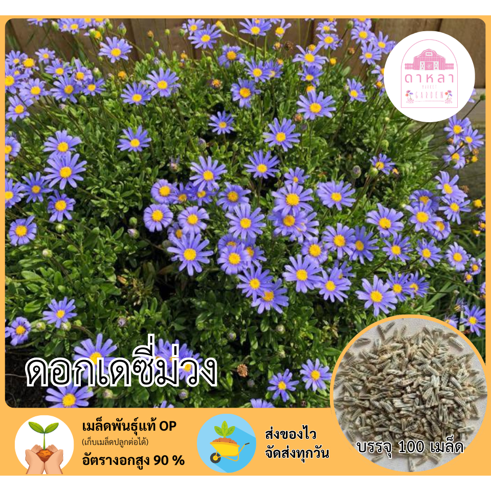เมล็ดดอกเดซี่ม่วง 100 เมล็ด