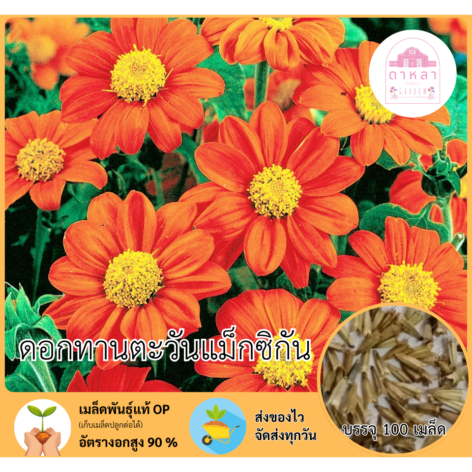 ดอกทานตะวันแม็กซิกัน 100 เมล็ด