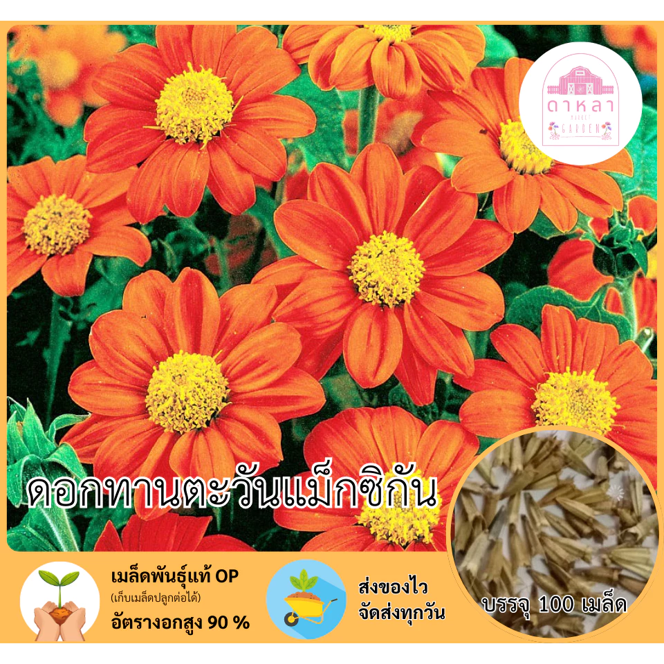 ดอกทานตะวันแม็กซิกัน 100 เมล็ด