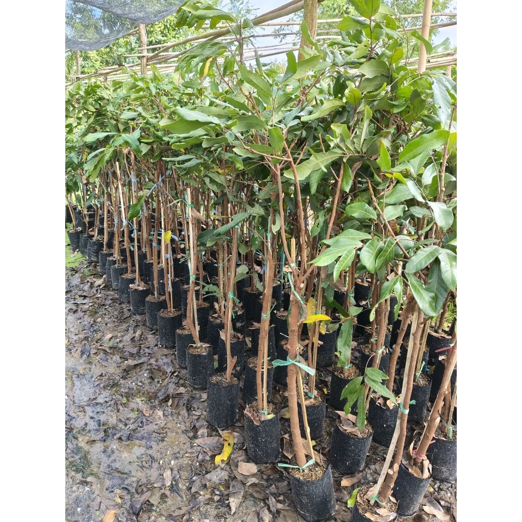 ต้นลำไยพันธุ์สีชมพู ต้นกิ่งตอน80-100ซม.