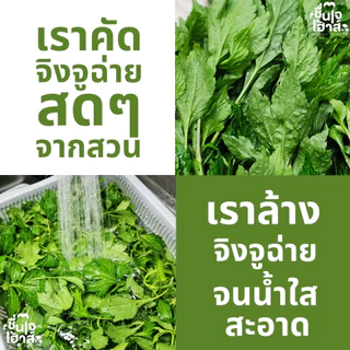 จัดส่งไว⚡️ ขวดใหญ่ 1,000 Ml. น้ำจิงจูฉ่าย สกัดเย็น 100% ออร์แกนิค (Cold-Pressed Organic White Mugwort Juice) ชื่นใจเฮ้าส
