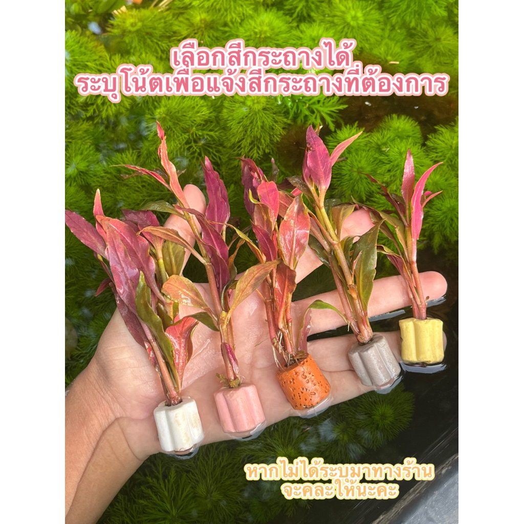 ปากเป็ดจิ๋วอันเล็กน่ารักสีสันสวยงาม