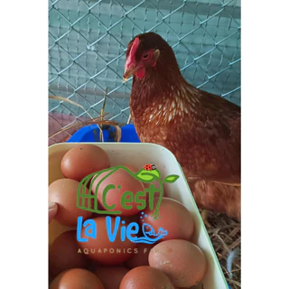 ไข่ไก่ปล่อยอิสระ Free Range Eggs ปลอดสาร สดใหม่จากฟาร์ม อร่อยไข่แดงมันนัว (20 ฟอง/20 eggs)ไซส์ M
