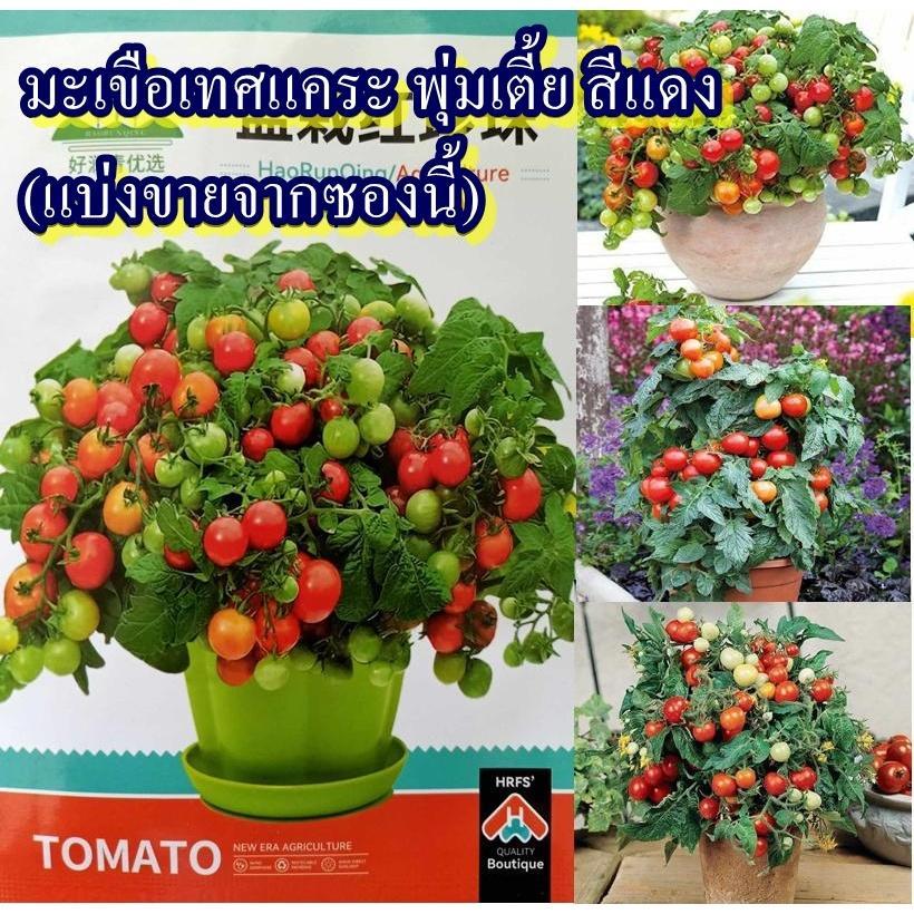 40+ เมล็ด เมล็ดมะเขือเทศแคระ พุ่มเตี้ย สีแดง (ปลูกง่าย หายาก ต้นเตี้ยเป็นพุ่ม ผลอ่อนสีเขียว ผลแก่สีแดง ออกผลดก)