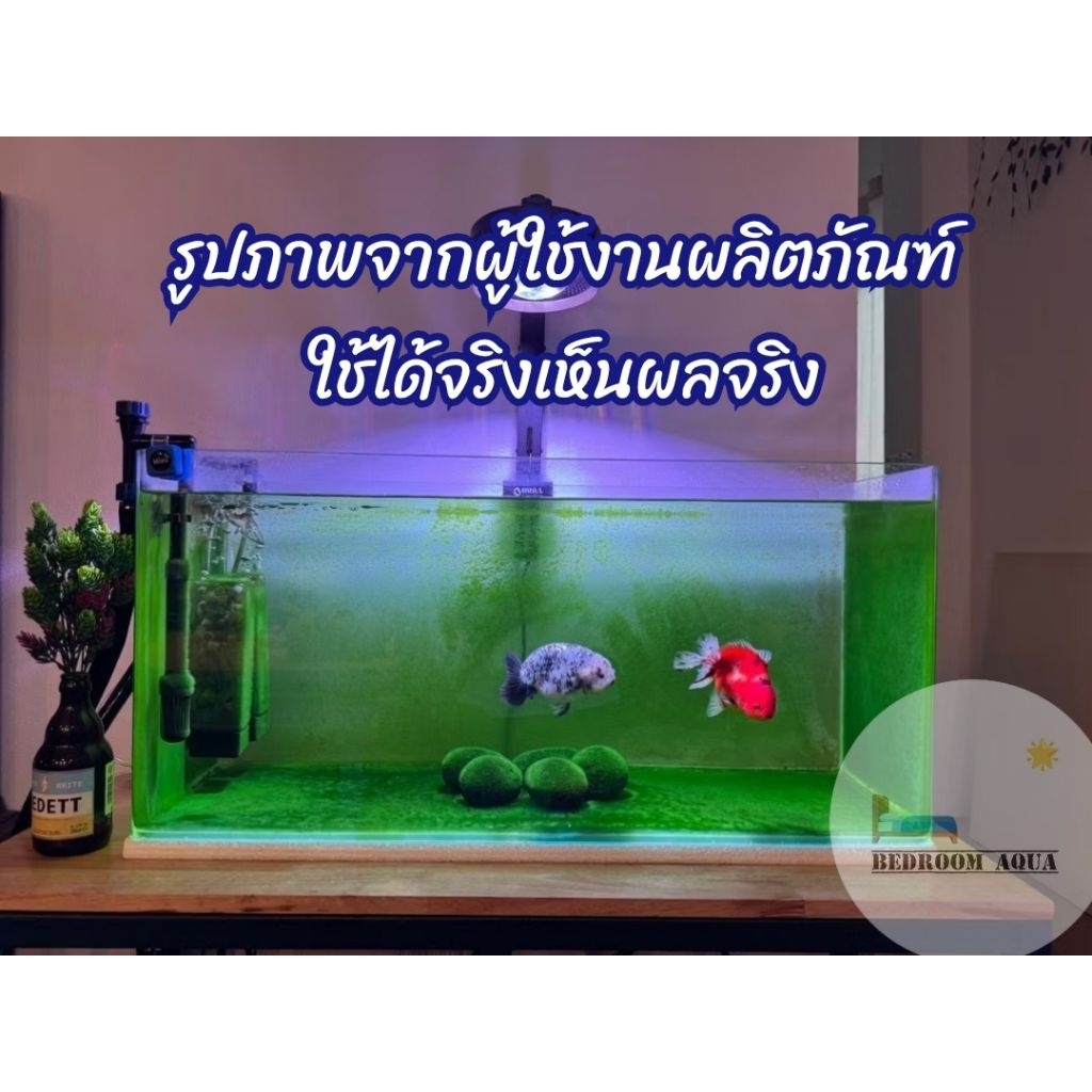 YEE หัวเชื้อตะใคร่พรมขนเขียว สำหรับตู้ปลาทอง Goldfish Green algae Carpet ‼️คู่มือการใช้อยู่ด้านล่าง รูปที่ 3