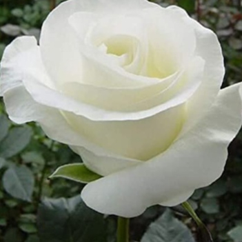 10 เมล็ด กุหลาบ สีขาว ดอกใหญ่ กุหลาบก้านยาว Rosa Rose Seeds