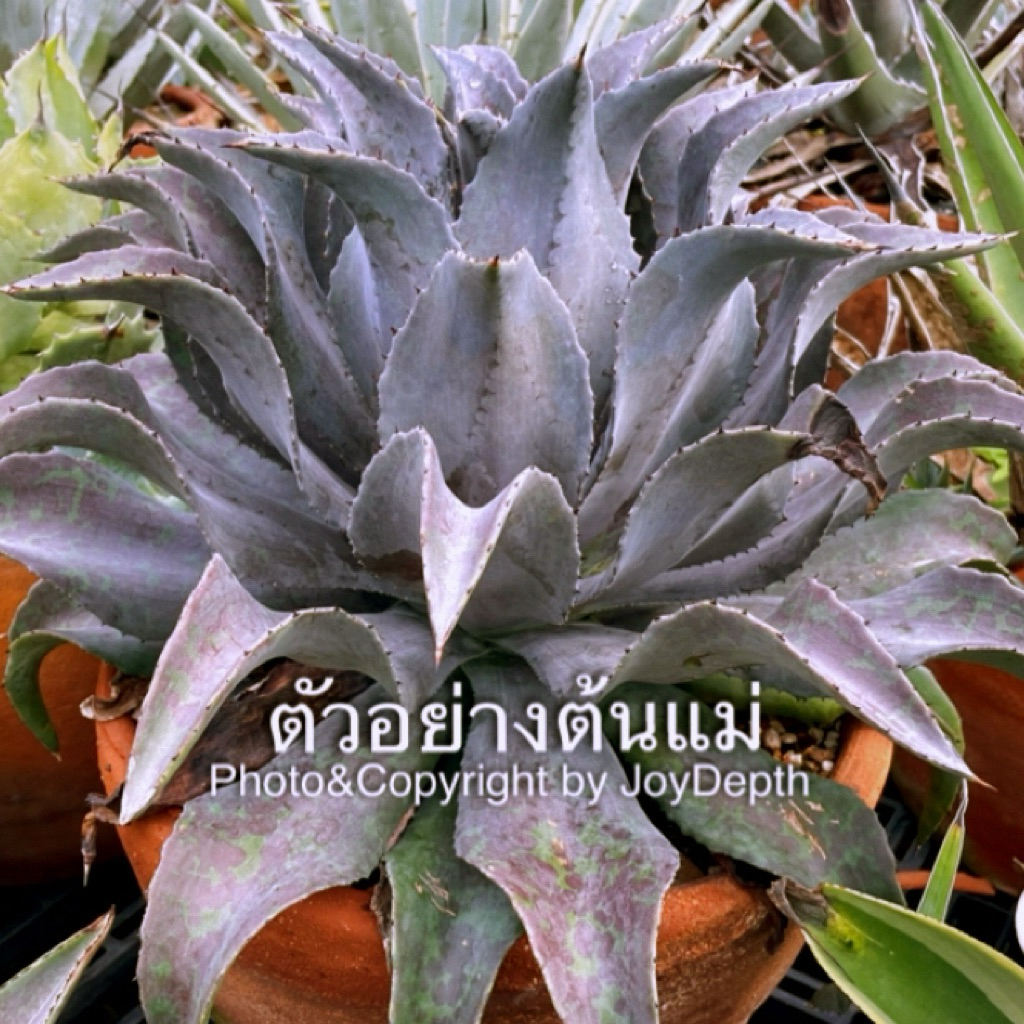 Mangave Night Owl แมนกาเว่ ไนท์อาวล์ ขายกระถางละ@360-800 ฿