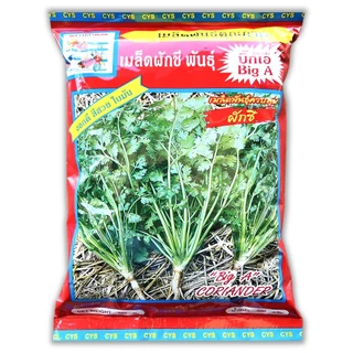 เมล็ดผักชี ถุงใหญ่ ขนาด 500 กรัม ตราปลาทอง พันธุ์ Big A