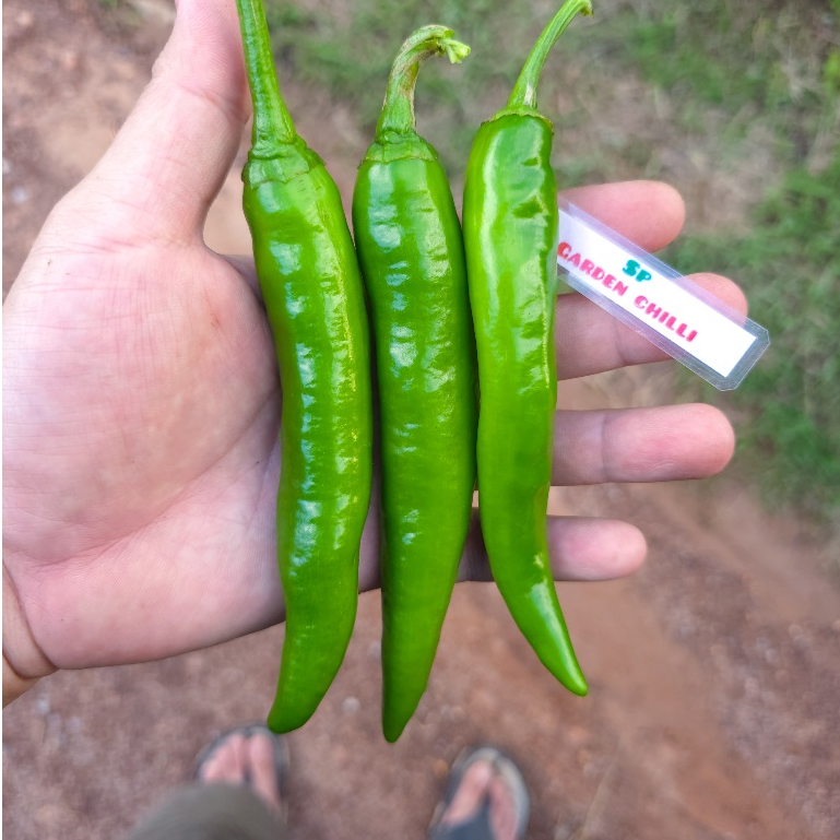 เมล็ดพันธุ์พริกเขียวยำพริกชี้ฟ้าใหญ่(Red chilli pepper)