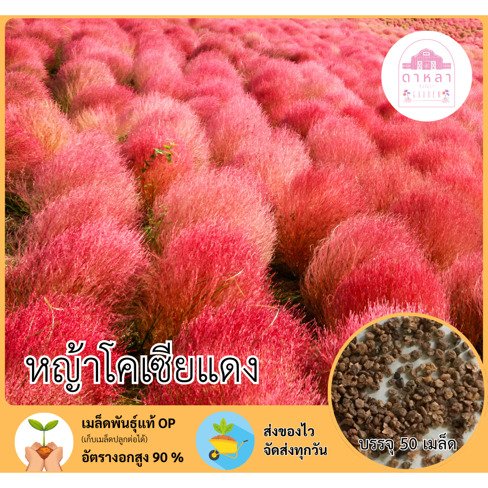 หญ้าโคเซียสีแดง 50 เมล็ด