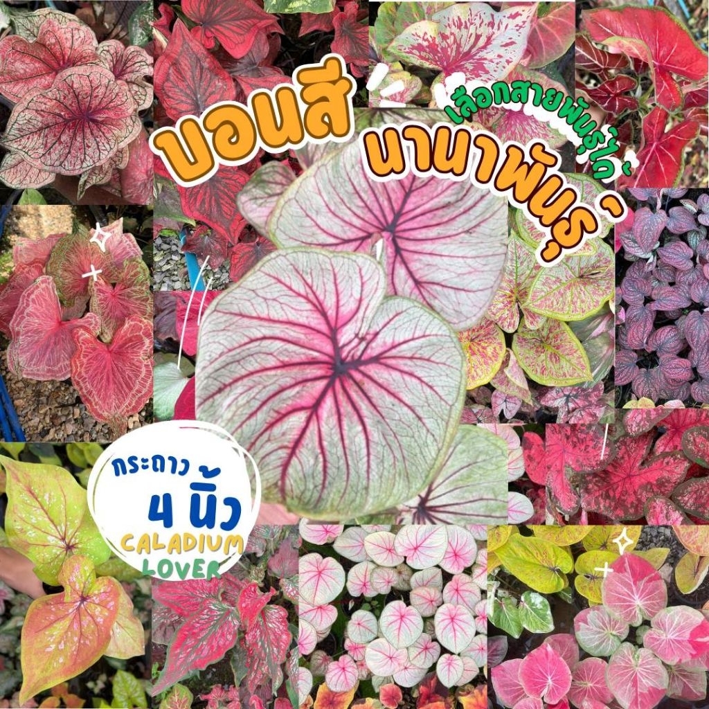 บอนสี กระถาง4 นิ้ว หลากหลายพันธุ์ (เลือกสายพันธุ์ได้) 1ต้น(จัดส่งหลังกดสั่ง1-2วัน)