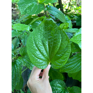 ใบชะพลู ,เมี่ยงคำ , แกงหมูใบชะพลู เก็บสด ปลอดสารเคมี  ก่อนแพ…