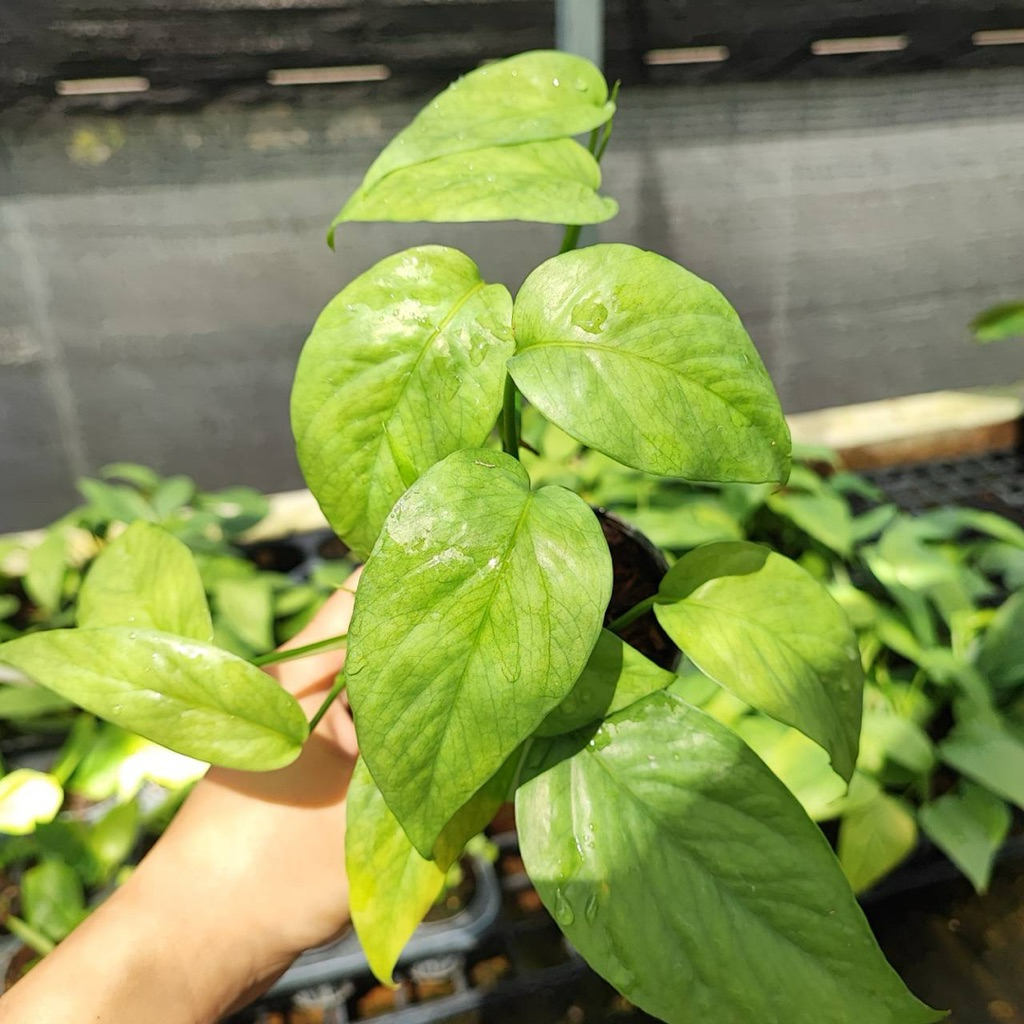 Epipremnum Pinnatum Cebu Blue No.2 อิพิ เซบูเบอร์ 2 จัดส่งทั้งกระถาง และตัดสด แข็งแรงรากแน่น เซบูบลูเบอร์2