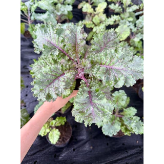 ต้นเคลใบหยิกสีม่วง เคลสการ์เร็ตอคะน้าเคลใบสีม่วง Kale Scarlet กระถาง 4 นิ้ว