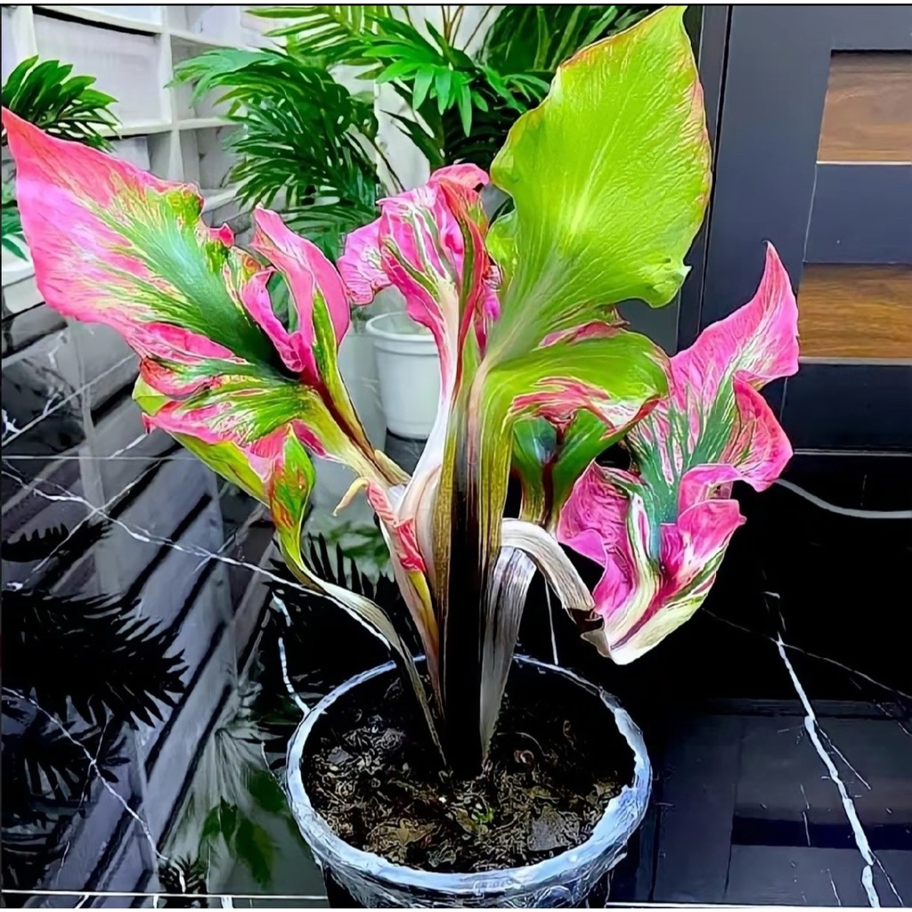 บอนสีพญามุจลินทร์ ปลูกเพื่อความโชคลาภ