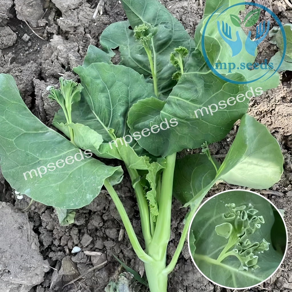 เมล็ดคะน้าฮ่องกง คะน้าเห็ดหอม คะน้าก้านแดง  Chinese Kale  เมล็ดพันธุ์OP