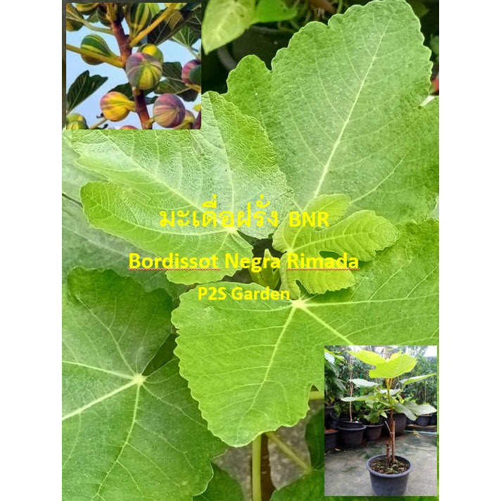 (A1) ต้นมะเดื่อฝรั่ง บีเอ็นอาร์ BNR - Bordissot Negra Rimada ต้นติดตาตอป่าอิตาลี
