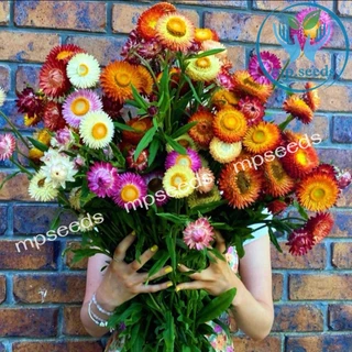 เมล็ดดอกกระดาษ 200 เมล็ด เดซี่มิกซ์กระดาษ Strawflower / Paper Daisy