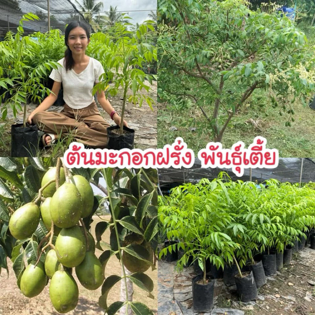 #ต้นมะกอกฝรั่ง พันธุ์เบา ต้นเตี้ย ปลูกในกระถางได้ 3-5 เดือนติดผล ต้นสูงราว50เซน-1เมตร