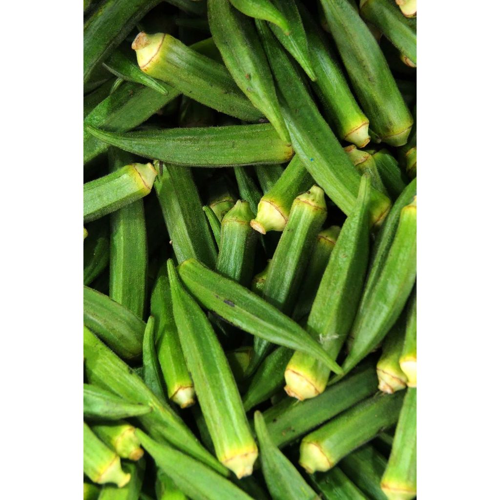 เมล็ดพันธุ์ กระเจี๊บยเขียวจำนวน 10 เมล็ด สตาร์ออฟเดวิด Abelmoschus esculentus อัตรางอกประมาณ 85 %