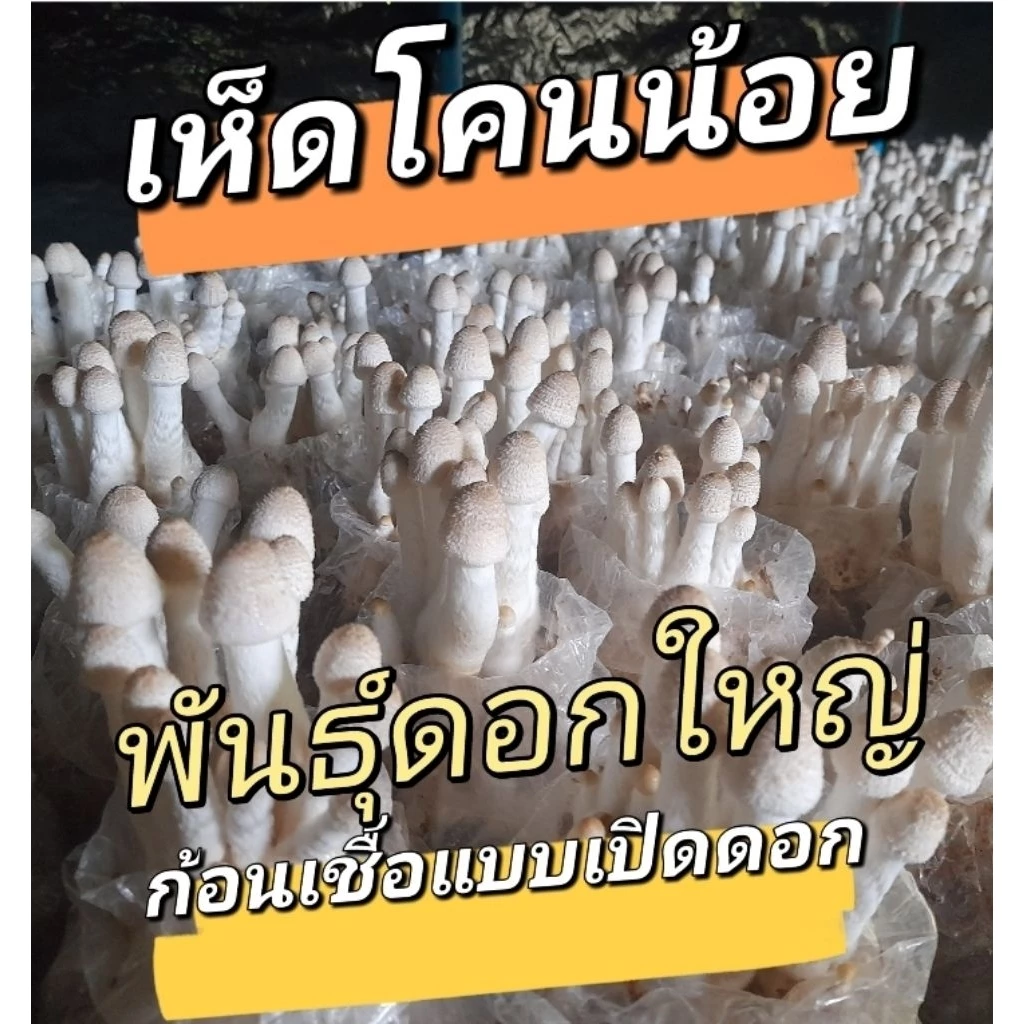 เห็ดโคนน้อยชุด 40 ก้อน ก้อนเชื้อแบบเปิดดอก