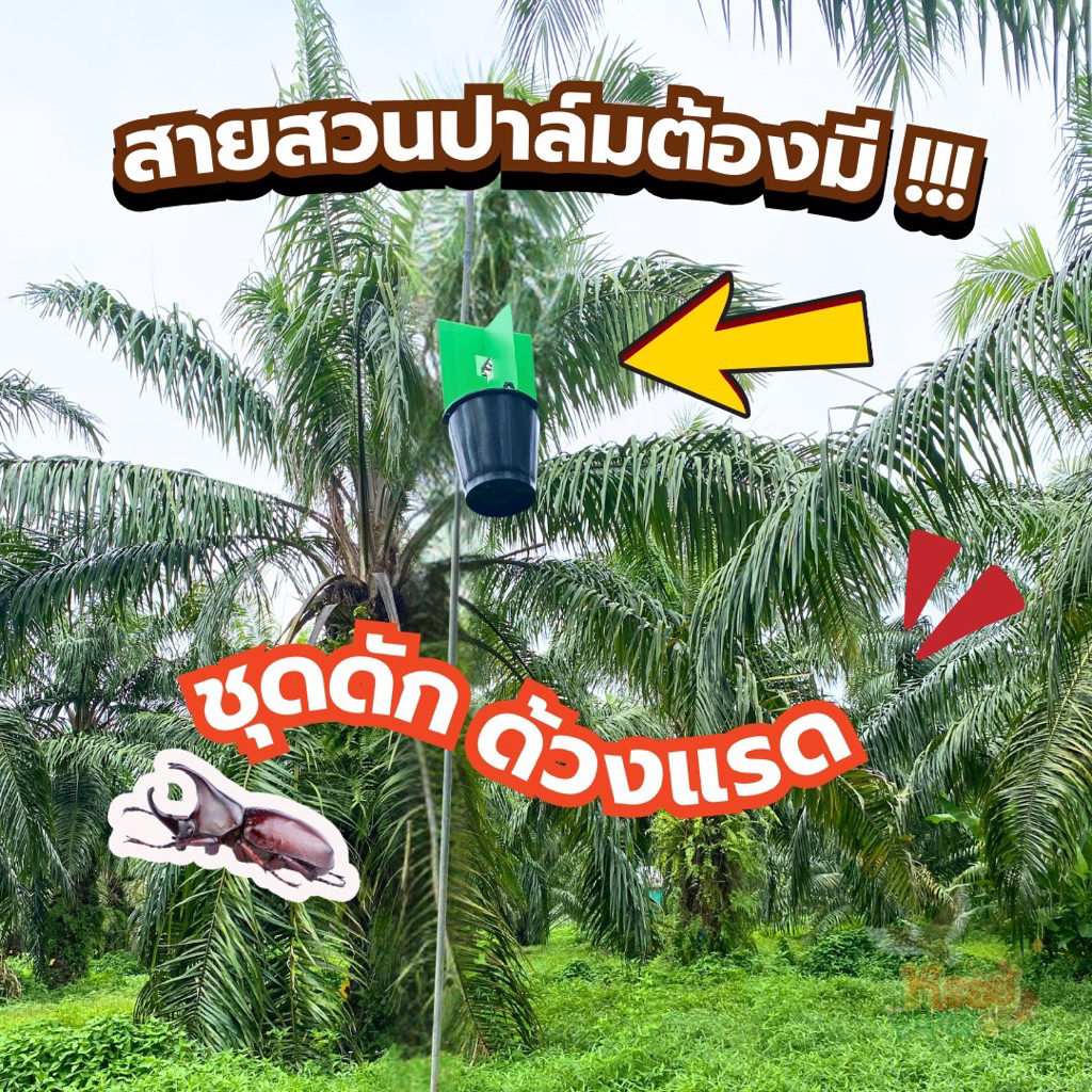 ชุดดักด้วงแรดและฟีโรโมนอย่างดีพร้อมใช้งาน