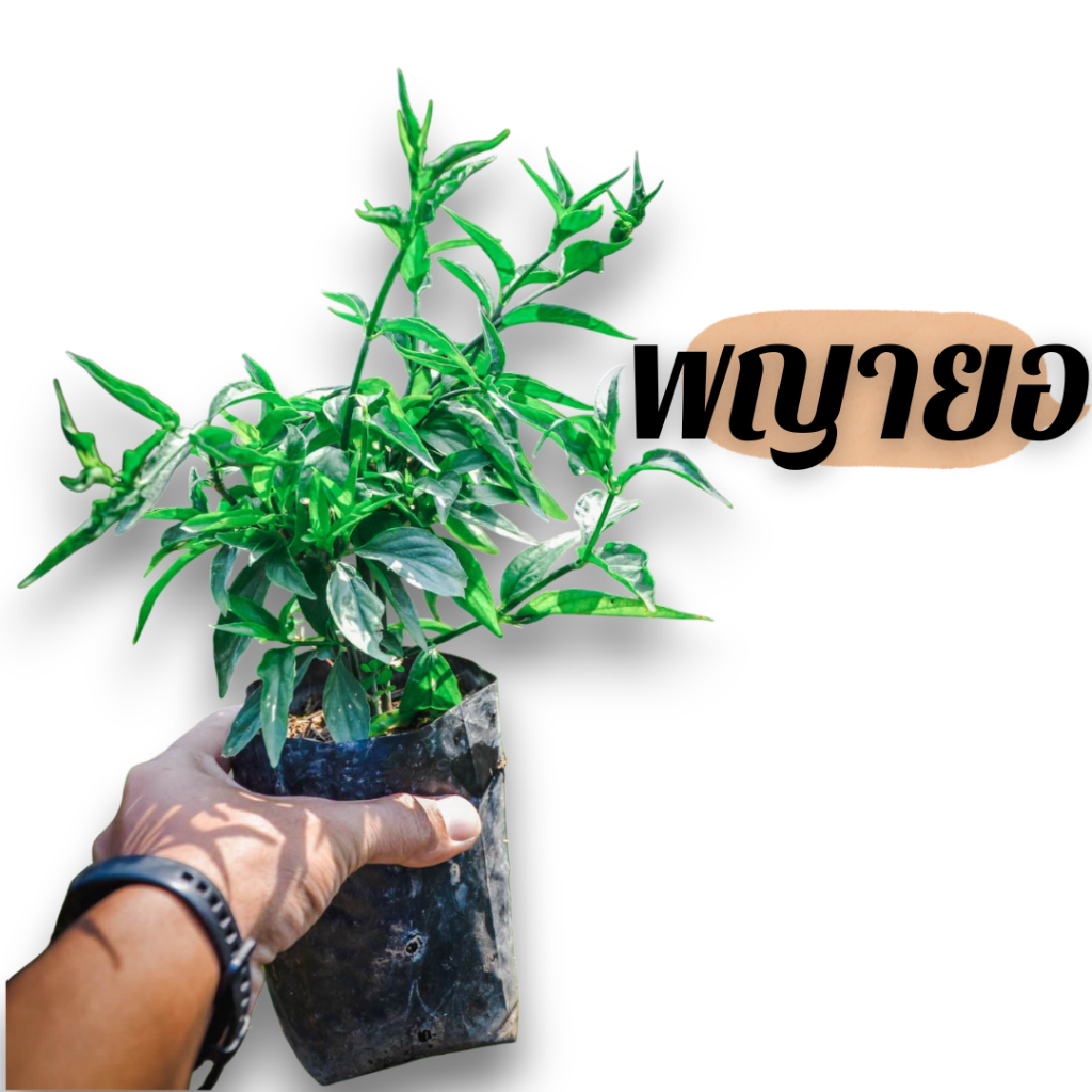 เสลดพังพอนตัวเมีย หรือ พญายอ ต้นแข็งแรง พร้อมจัดส่ง