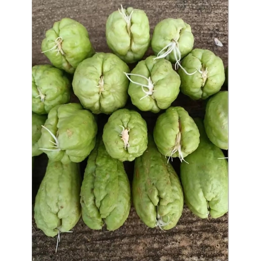🔥ลูกมะระหวาน สำหรับปลูก ฟักแม้ว ส่งตรงจัดสวนภูทับเบิก